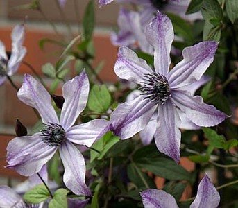 1年目のクレマチス・流星が初開花！ 涼しげな花色に魅了される